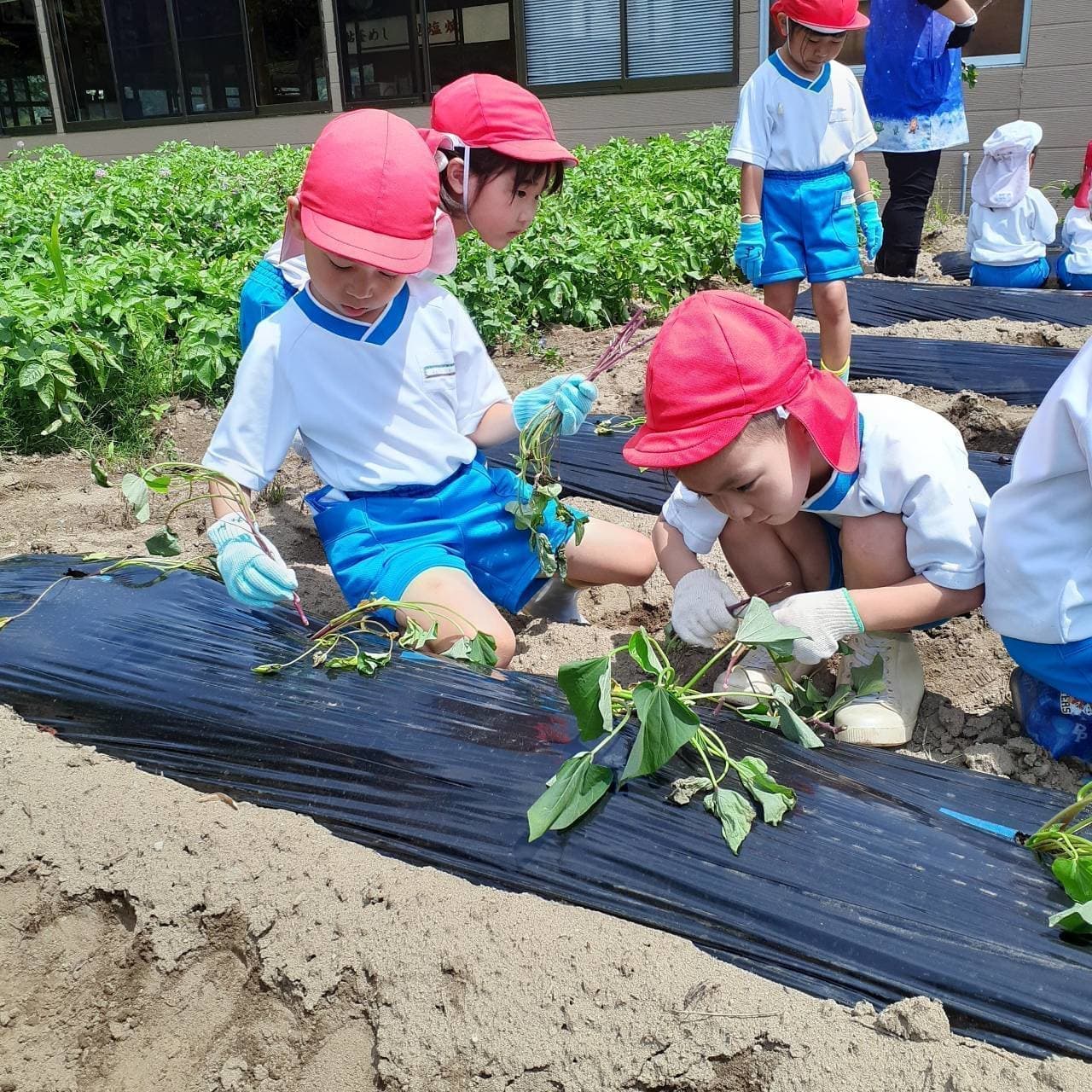 あざみ野こども園の園児が芋を植える