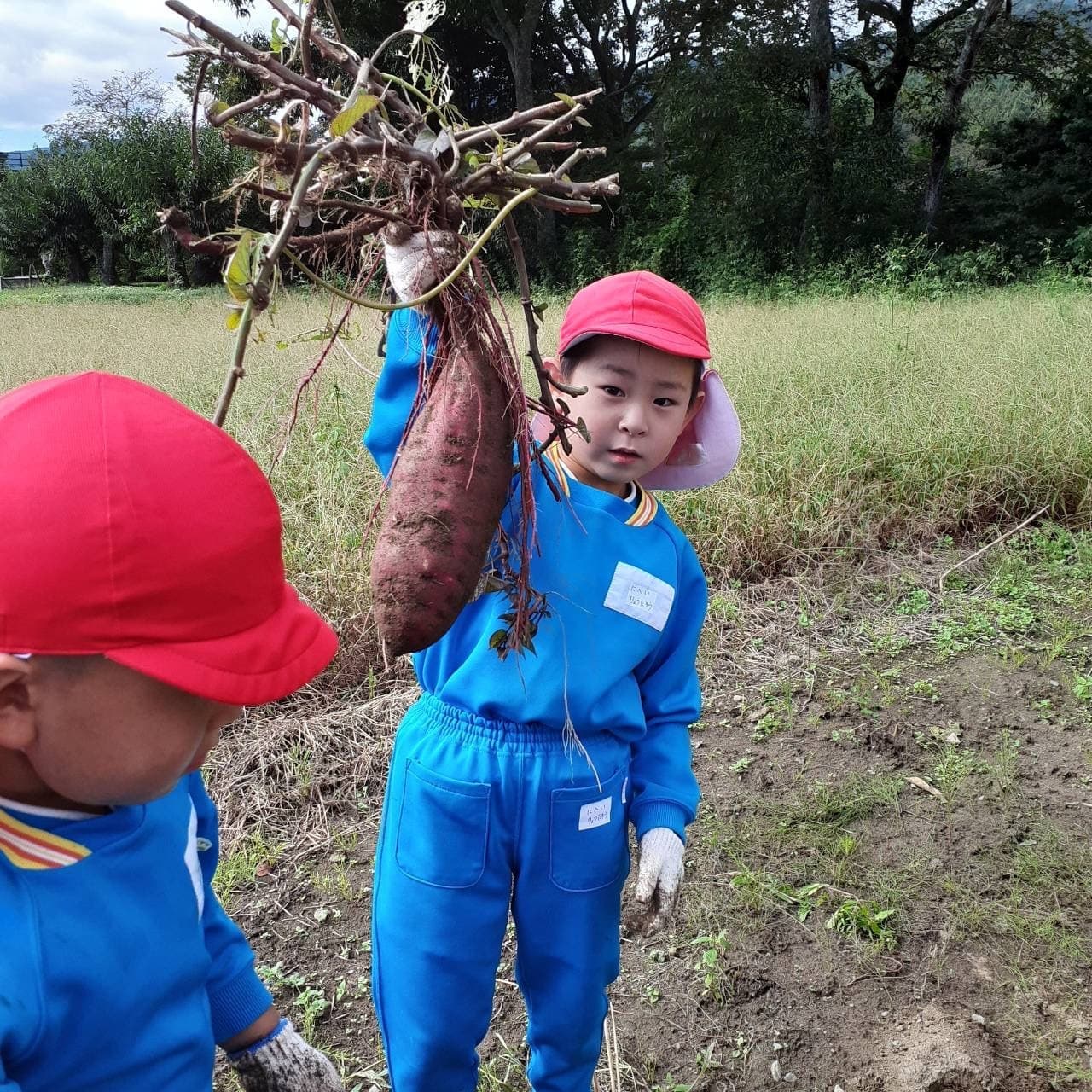 あざみ野こども園で芋ほりをする子ども