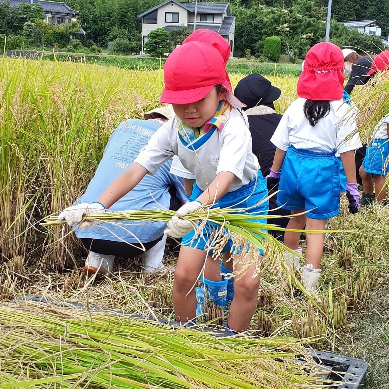 あざみ野こども園で稲刈りをする園児